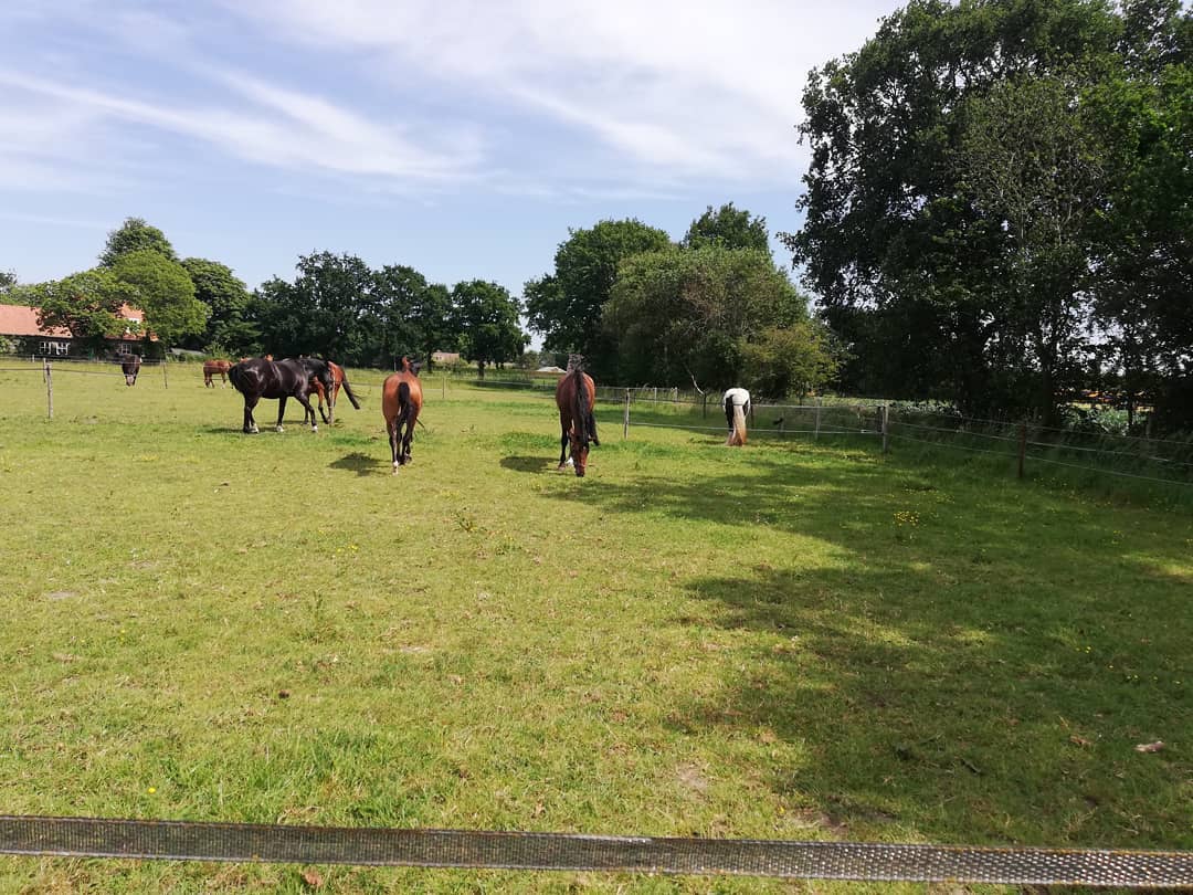 paarden in de wei