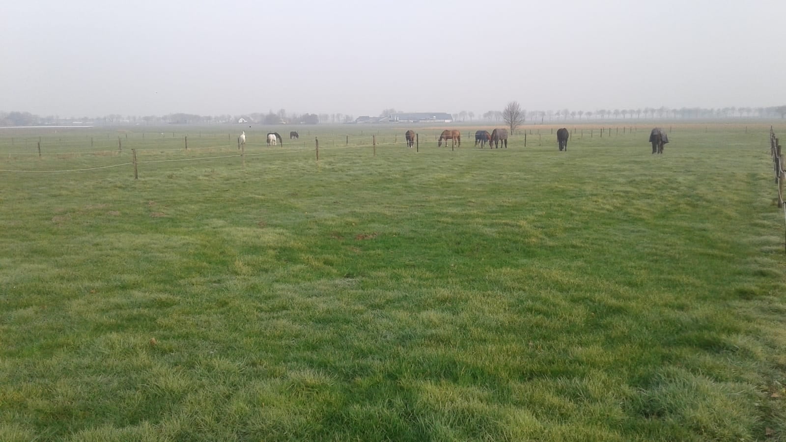 paarden in de wei